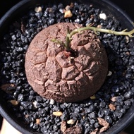很圓)南非龜甲龍  5.4cm   連 花盆 塊根 植物 盆栽 Plant  caudex 非象牙宮【實拍。只此一盆】 👑 10年老店