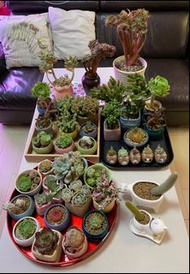 多肉植物  多肉盆栽 天景 十二卷 仙人掌 星兜 龜甲龍