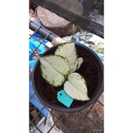 [2pcs + 1 !] [RARE SUPER WHITE] DWARF Thailand Aglaonema  seeds(not live plants) gpnC