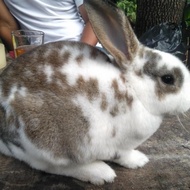 kelinci rex pure karpet #gratisongkir