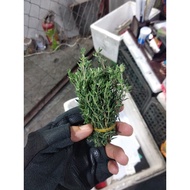 10g Fresh Thyme Leaves, Fresh Thyme, - DELIVERY TO THE NORTHERN REGION ONLY