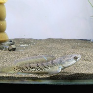 channa stewarti himalayan black galaxy baby