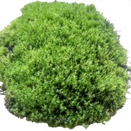 Star Mos darat mos paludarium hiasan akuarium mos aquascpe