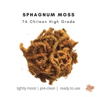 [Terrarium Tools] 7A Chilean Sphagnum Moss Soil Layering (Terrarium / Paludarium / Vivarium] #nature