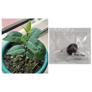 □◈bay leaf seeds laurel plant bayleaf