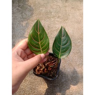 Sindo - Aglaonema Rotundum Aceh Live Plant RSLRJEXMDG