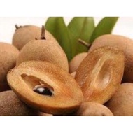 Pokok Ciku Subang (Ciku Subang  Tree)