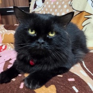 Kucing Persia Medium warna hitam murah