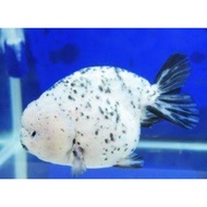 BAGUS!!! Koki Ranchu Sapi Original 100% Kualitas A1 7-8cm (J&amp;T/JNE)