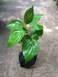 Tanaman Sirih Hijau Pohon Sirih Herbal Hijau / Daun Sirih Hijau Pohon Daun Sirih Hijau