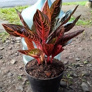 Bonggol Aglonema Red Sumatra