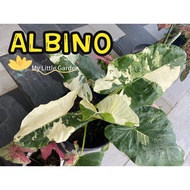 MLG - ALOCASIA MACRORRHIZA VARIEGATA ALBINO AMV RARE ID | CALADIUM KELADI 彩叶芋｜REAL LIVE PLANT