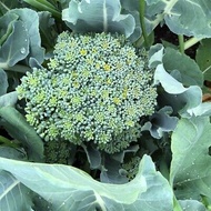 Benih Brokoli / Broccoli Seed - Ready Stock