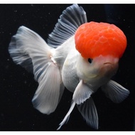 ikan mas koki red cup / oranda red cap jambul / ikan hias aquarium