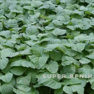 Biji - Benih Bayam Hijau SUPER (bayam cabut)