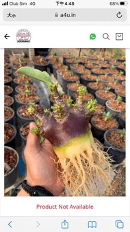‼️現貨‼️黑皮哥斯拉沙漠玫瑰種子 矮種短手泰國入口新鮮種子沙漠玫瑰