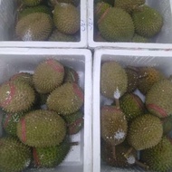 Durian Musang King Malaysia Utuh Original