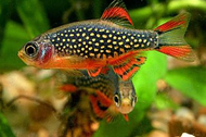 Microrasbora Galaxy / Ornamental Fish / Live Fish / Suitable for planted tank &amp; Shrimps tank (2pcs/3pcs/5pcs)