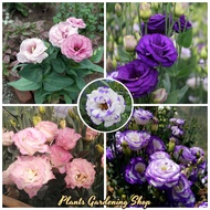 Ready Stock 300pcs Eustoma Grandiflorum Flower Seeds Balcony Potted Courtyard Garden Plants Flower S