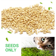 Cat Grass Seeds For Microgreens 168g (WHEAT/BARLEY/OATS/RYE)