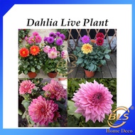 Real Live Plant Dahlia Flower Plants Pokok Hidup Dahlia Bunga Hidup 大丽花