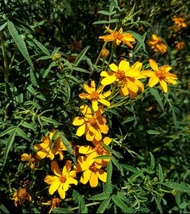 水果萬壽菊(芳香萬壽菊)-----種子