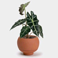Tanaman Hias Keladi Amazon - Keladi Tengkorak / Bunga Hias Caladium Alocasia Amazonica / Tanaman Hid