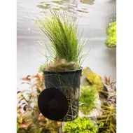 Mini Hair Grass / Dwarf Hair Grass Submerged