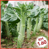 L51 Fat Pole Kailan Seeds (200+/-) Benih Kailan
肥杆芥兰种子 Vegetable seeds benih sayuran 蔬菜种子