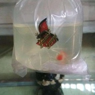 Guppy Albino Koi Red Ear (Gen King Koi) #Gratisongkir