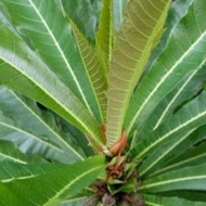 Niyog niyogan/ Lubilubi herval leaves  (10 leaves)