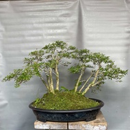 Bonsai Grouping seribu bintang lokal (sesuai postingan) garansi 100% jika barang tidak sesuai