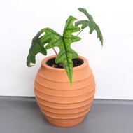 Unik Alocasia Jacklyn Berkualitas