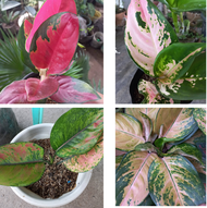 AGLAONEMA SUKSOM JAIPONG  AND HENG HENG SULTAN AND SUTRA AGLAONEMA RARE AGLAO 3RD BATCH OF LIVE PLANTS LIVE PLANTS