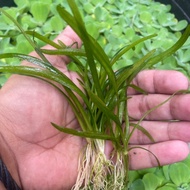 Dwarf Sagittaria (7pcs/bulb) aquatic plant