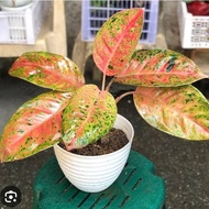 Aglaonema Big Roy