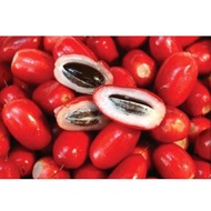 pokok buah ajaib hybrid