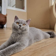 BSH british shorthair betina blue ped wcf kucing