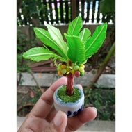 Coconut Tree Pot 4" Clay