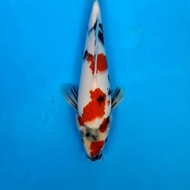 Koi Ikan Koi Import Showa Isa Jumbo Tosai 37 Alyashop243