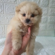 Puppy Mini Pom Anak Anjing Mini Pom