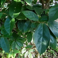 daun cincau hijau 1kg