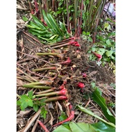 (min order 5 pokok) anak benih bunga kantan merah. Baca sebelum order👇🏻
