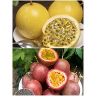 RED or YELLOW Passion Fruit Seed import quality/进口红黄百香果种子 15 seed per pack/Biji Benih Pokok Markisa/