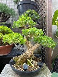 小品盆栽・雀舌黃楊