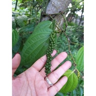 ♞,♘Paminta Indian Variety/Black Peppercorn Seedlings well established