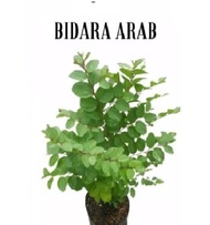 Paket Murah 2 tanaman Pohon Bidara arab dan pohon kelor - tanaman hidup - Promo!!! 2 Tanaman Bidara 