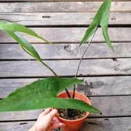 Cyrtosperma Ferox/ Keladi geli geli berduri/wild plant/rare plant/Keladi rare/house plant/indoor pla