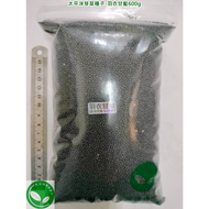 羽衣甘藍菜種子(寬葉)-Kale Seeds(Sprouts)-美國(USA)進口-可水耕/土耕-嚴選85%以上高發芽率-三日芽苗菜種子/微型綠拿鐵生菜蔬菜種子/安全芽菜種子