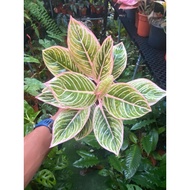 Aglaonema Minion rare